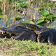 Illustration for article titled Whats Eating Florida? These Six Voracious Species